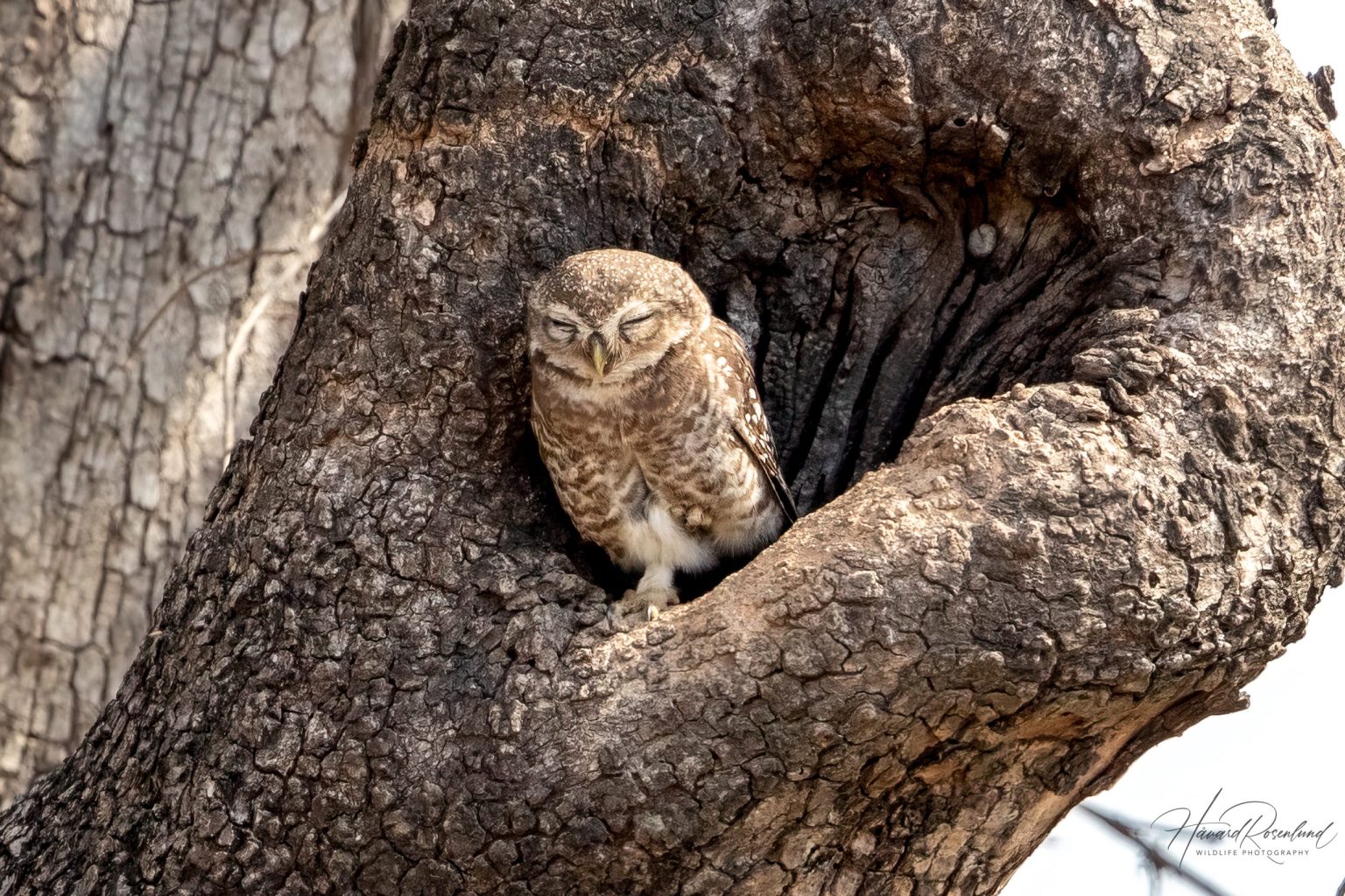 Spotted Owlet (Athene brama) @ Satpura National Park, India. Photo: Håvard Rosenlund