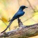 Ashy Drongo (Dicrurus leucophaeus) @ Satpura National Park, India. Photo: Håvard Rosenlund
