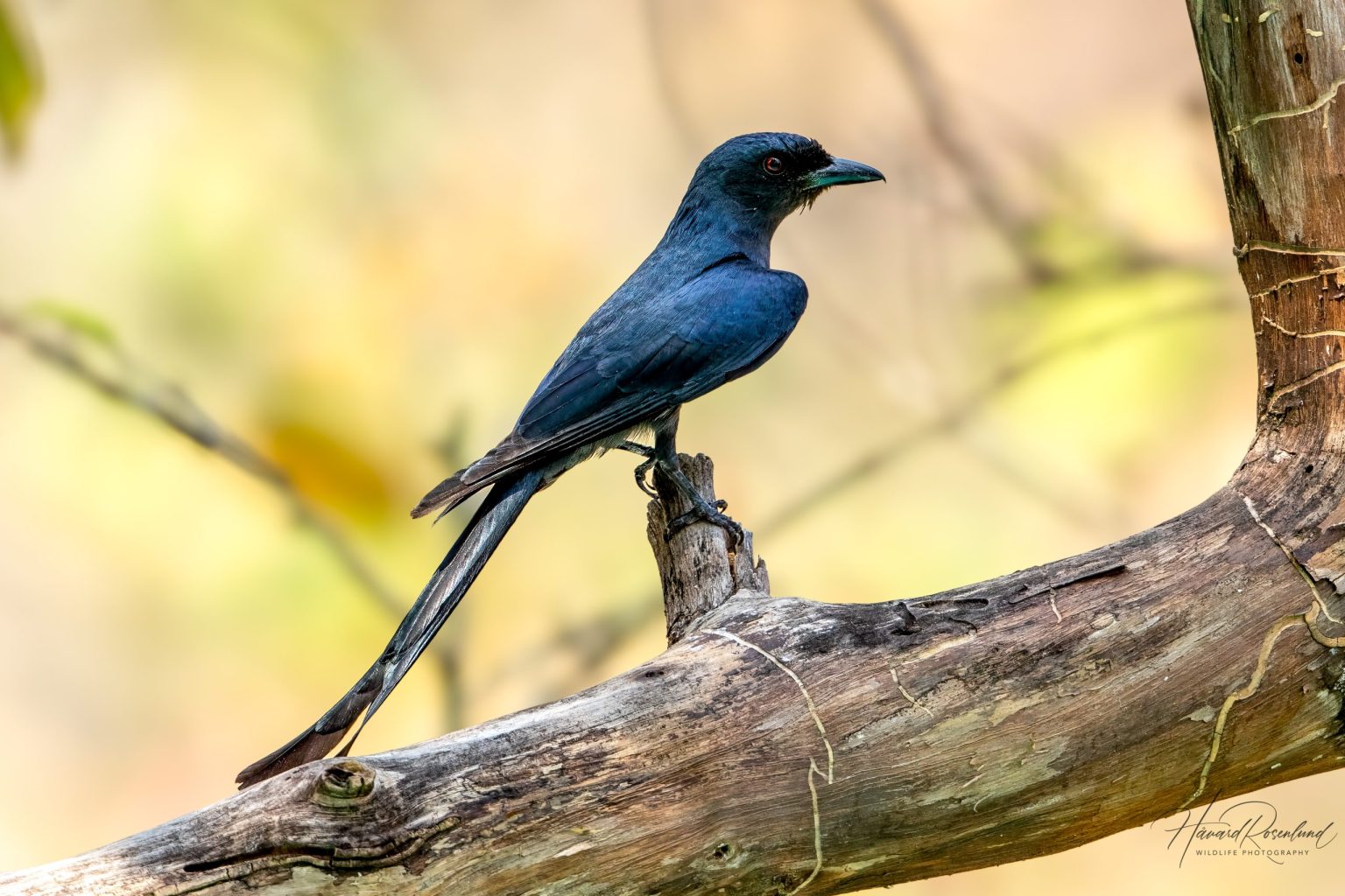 Ashy Drongo (Dicrurus leucophaeus) @ Satpura National Park, India. Photo: Håvard Rosenlund