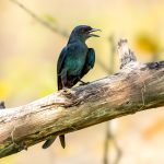 Ashy Drongo (Dicrurus leucophaeus) @ Satpura National Park, India. Photo: Håvard Rosenlund