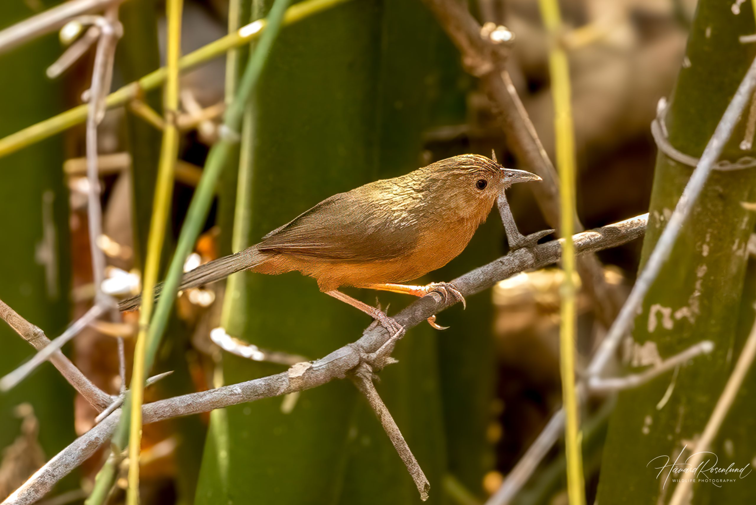 Karamelltimal (Dumetia hyperythra) @ Satpura National Park, India. Foto: Håvard Rosenlund