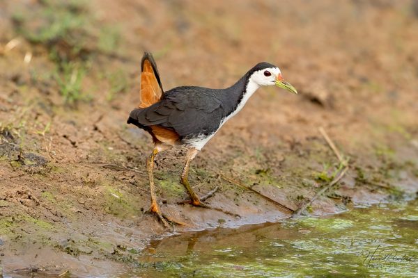 Hvitbrystrikse (Amaurornis phoenicurus) @ Satpura National Park, India. Foto: Håvard Rosenlund