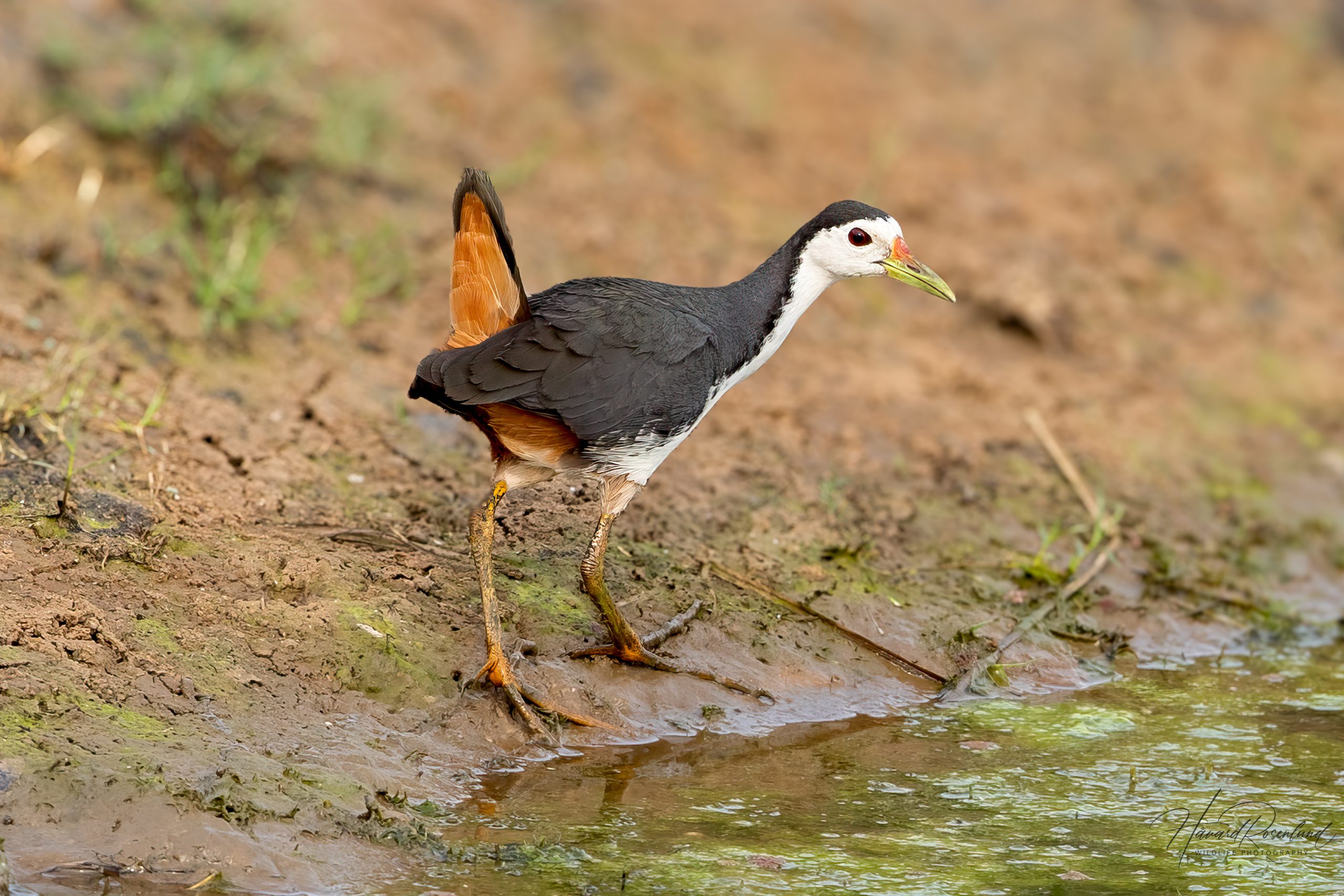 Hvitbrystrikse (Amaurornis phoenicurus) @ Satpura National Park, India. Foto: Håvard Rosenlund