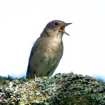 Thrush Nightingale (Luscinia luscinia) @ Fyledalen, Sweden. Photo: Håvard Rosenlund