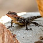 Blanford's Rock Agama (Psammophilus blanfordanus) @ Pench National Park, India. Photo: Håvard Rosenlund