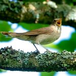 Thrush Nightingale (Luscinia luscinia) @ Fyledalen, Sweden. Photo: Håvard Rosenlund