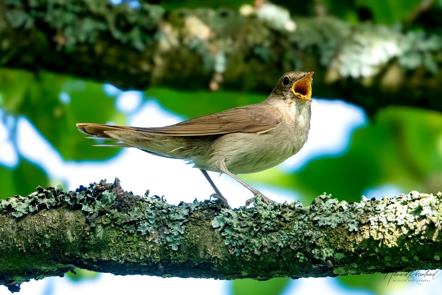 Thrush Nightingale (Luscinia luscinia) @ Fyledalen, Sweden. Photo: Håvard Rosenlund