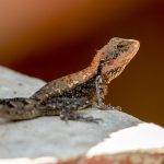 Blanford's Rock Agama (Psammophilus blanfordanus) @ Pench National Park, India. Photo: Håvard Rosenlund