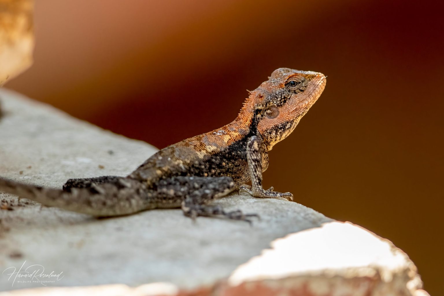 Blanford's Rock Agama (Psammophilus blanfordanus) @ Pench National Park, India. Photo: Håvard Rosenlund