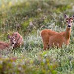 European Roe Deer (Capreolus capreolus) @ Lista, Norway. Photo: Håvard Rosenlund