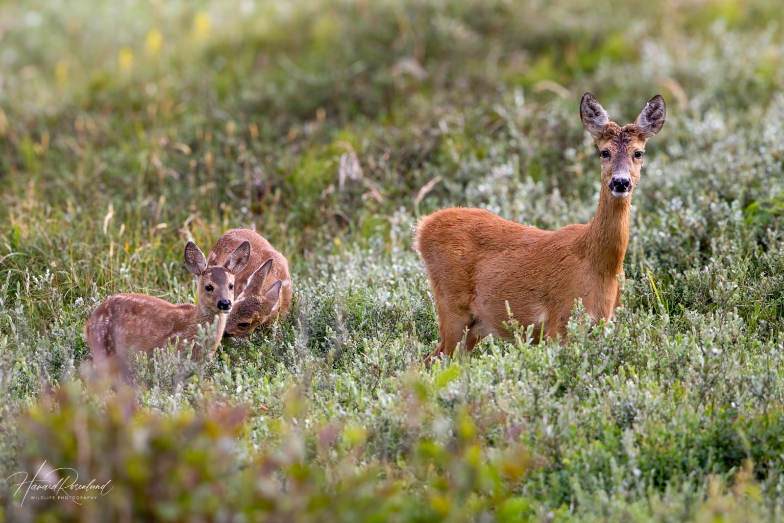 European Roe Deer (Capreolus capreolus) @ Lista, Norway. Photo: Håvard Rosenlund