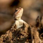 Blanford's Rock Agama (Psammophilus blanfordanus) @ Pench National Park, India. Photo: Håvard Rosenlund