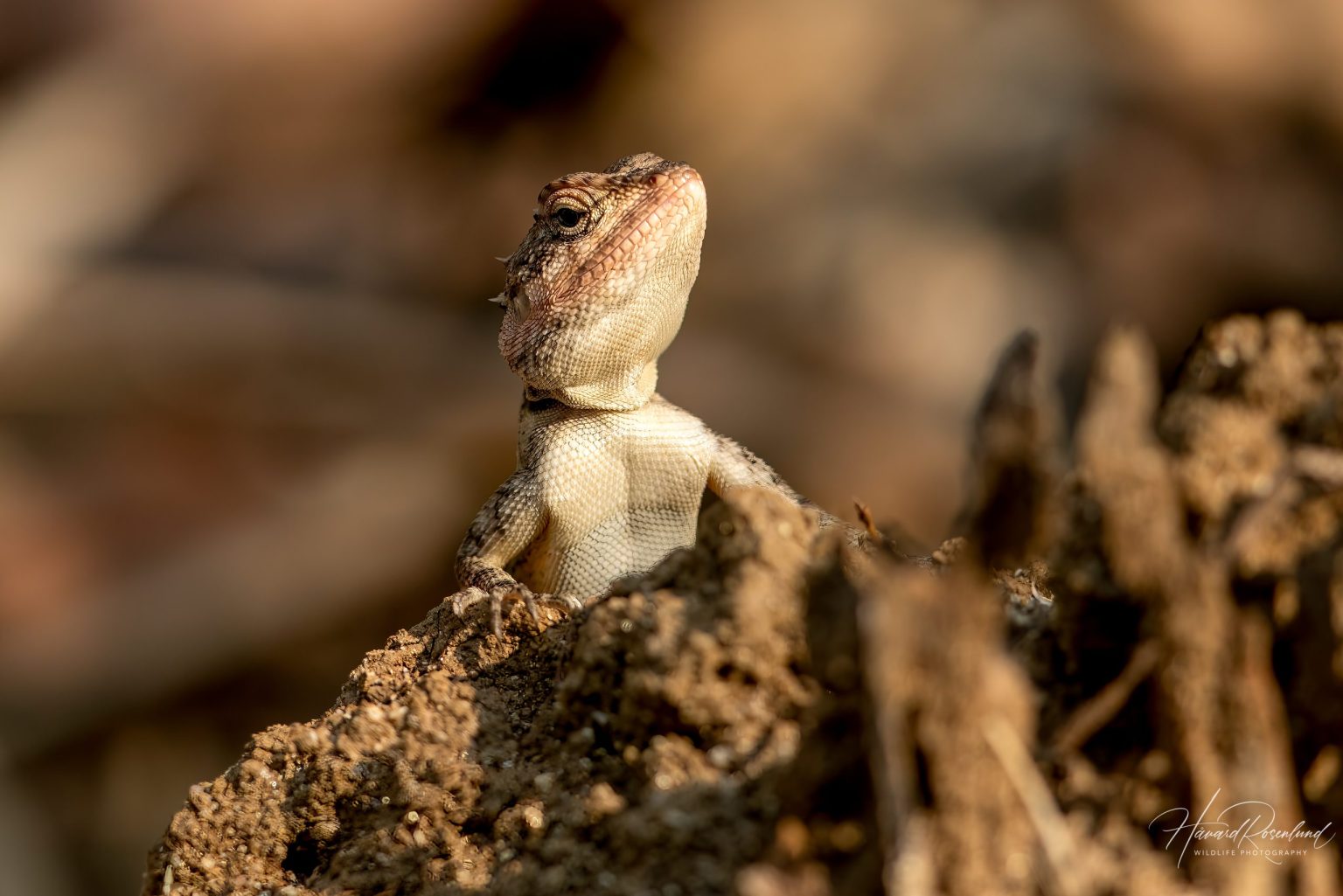 Blanford's Rock Agama (Psammophilus blanfordanus) @ Pench National Park, India. Photo: Håvard Rosenlund