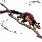 Indian Giant Squirrel (Ratufa indica) in Satpura National Park, India
