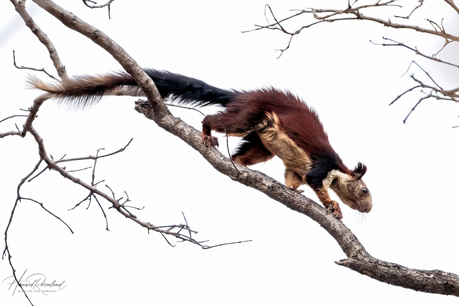 Indian Giant Squirrel (Ratufa indica) in Satpura National Park, India