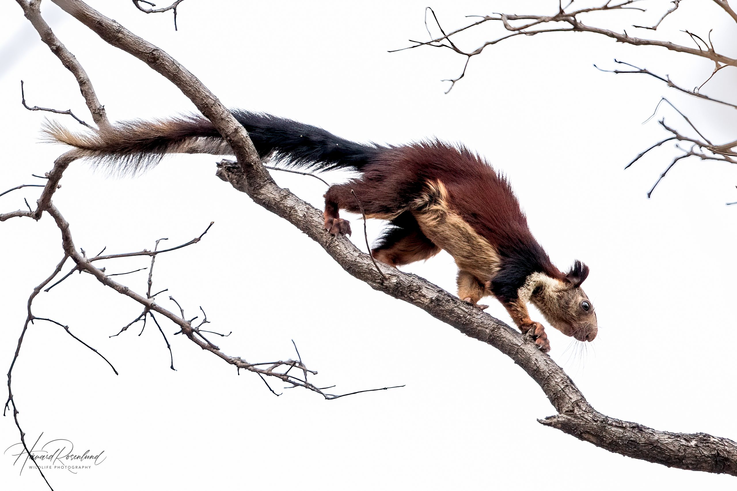 Indiakjempeekorn (Ratufa indica) i Satpura nasjonalpark, India