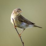 Willow Warbler (Phylloscopus trochilus) @ Lista, Norway. Photo: Håvard Rosenlund