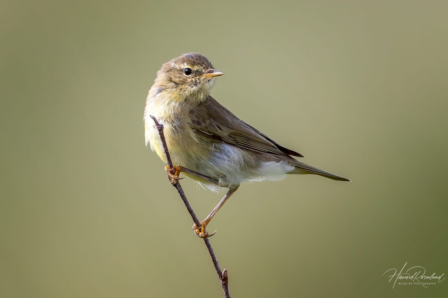 Willow Warbler (Phylloscopus trochilus) @ Lista, Norway. Photo: Håvard Rosenlund