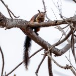 Indian Giant Squirrel (Ratufa indica) in Satpura National Park, India