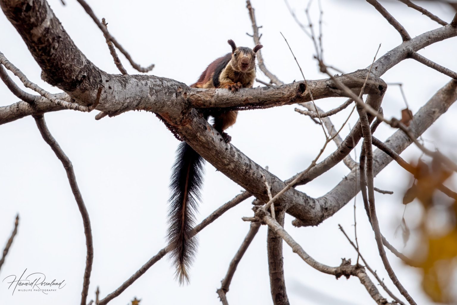 Indian Giant Squirrel (Ratufa indica) in Satpura National Park, India