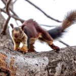 Indian Giant Squirrel (Ratufa indica) in Satpura National Park, India