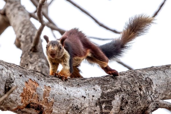 Indiakjempeekorn (Ratufa indica) i Satpura nasjonalpark, India