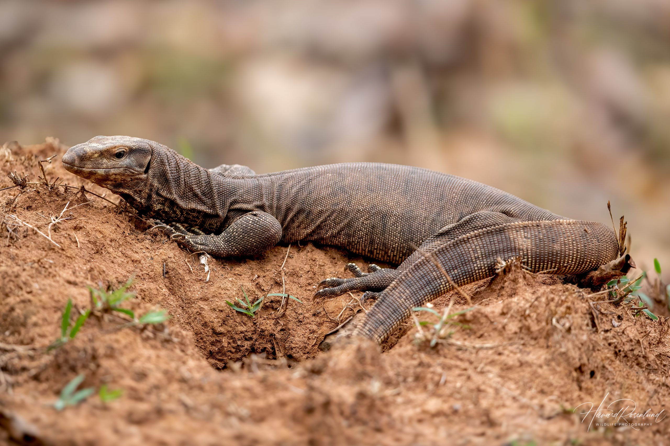 Bengalvaran (Varanus bengalensis) @ Pench National Park, India. Foto: Håvard Rosenlund