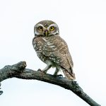 Spotted Owlet (Athene brama) @ Satpura National Park, India. Photo: Håvard Rosenlund