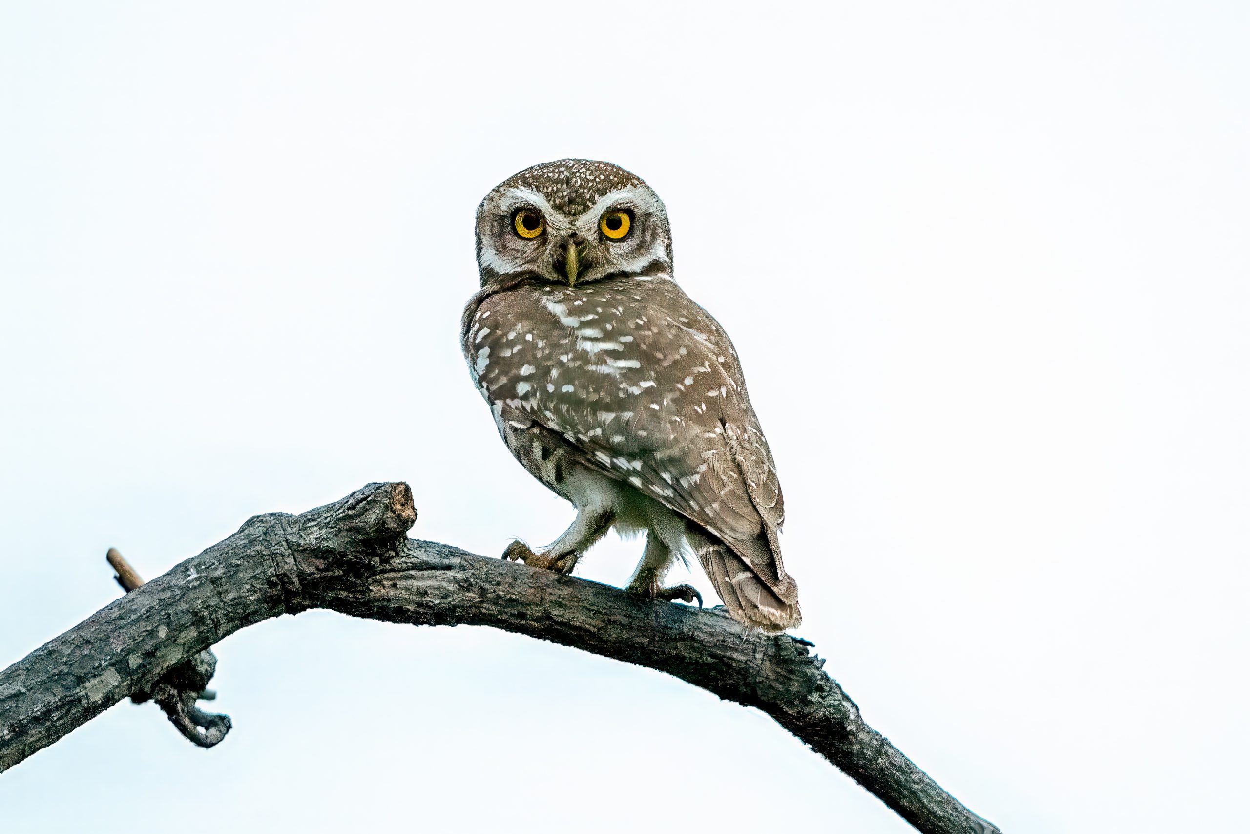 Spotted Owlet (Athene brama) @ Satpura National Park, India. Photo: Håvard Rosenlund