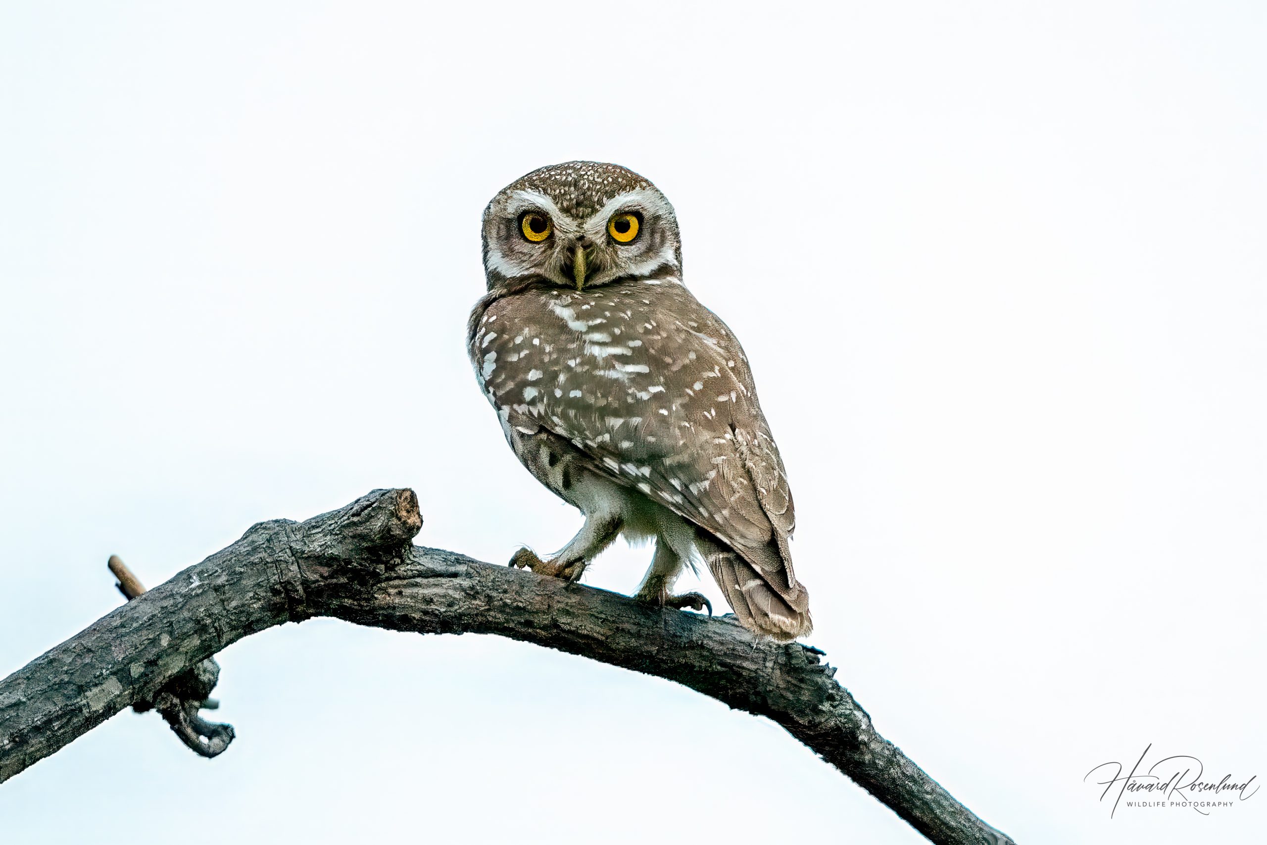 Tempelugle (Athene brama) @ Satpura nasjonalpark, India. Foto: Håvard Rosenlund