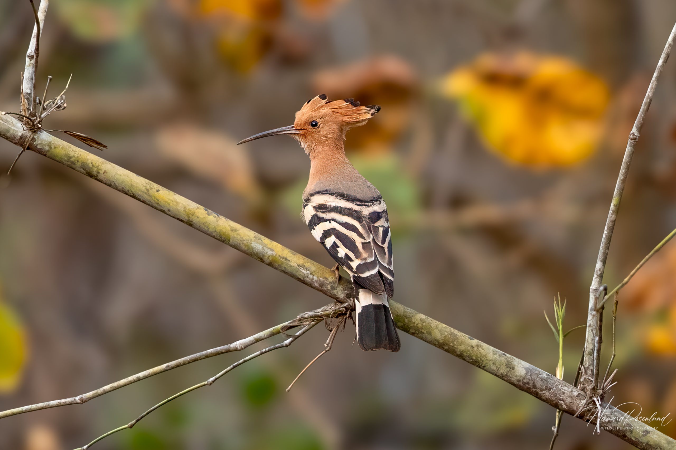 Hærfugl (Upupa epops) @ Satpura nasjonalpark, India. Foto: Håvard Rosenlund