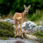 European Roe Deer (Capreolus capreolus) @ Härön, Sweden. Photo: Håvard Rosenlund