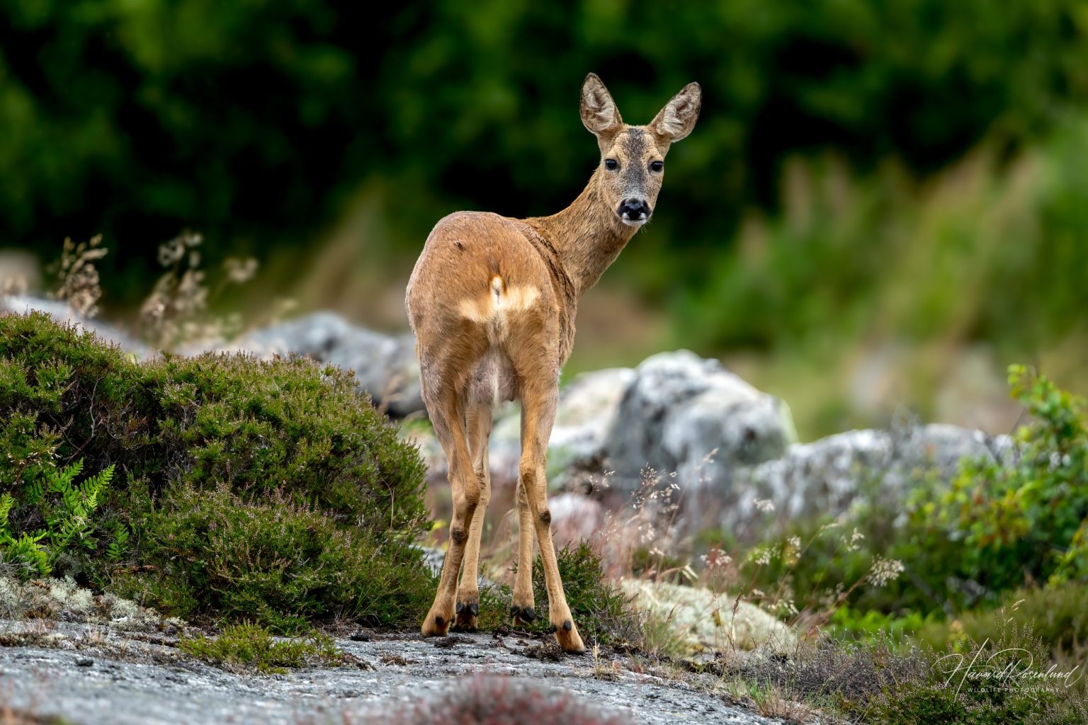 European Roe Deer (Capreolus capreolus) @ Härön, Sweden. Photo: Håvard Rosenlund