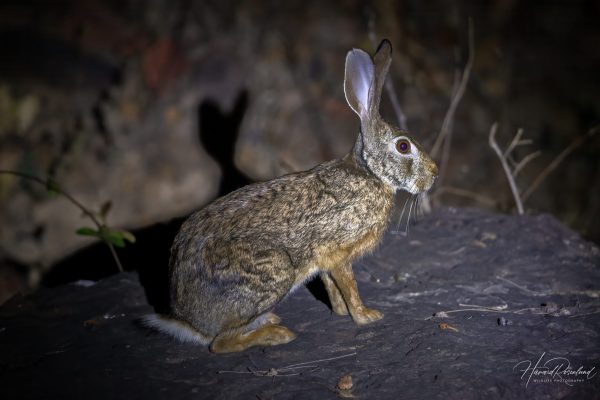Indiahare (Lepus nigricollis) @ Satpura National Park, India. Foto: Håvard Rosenlund