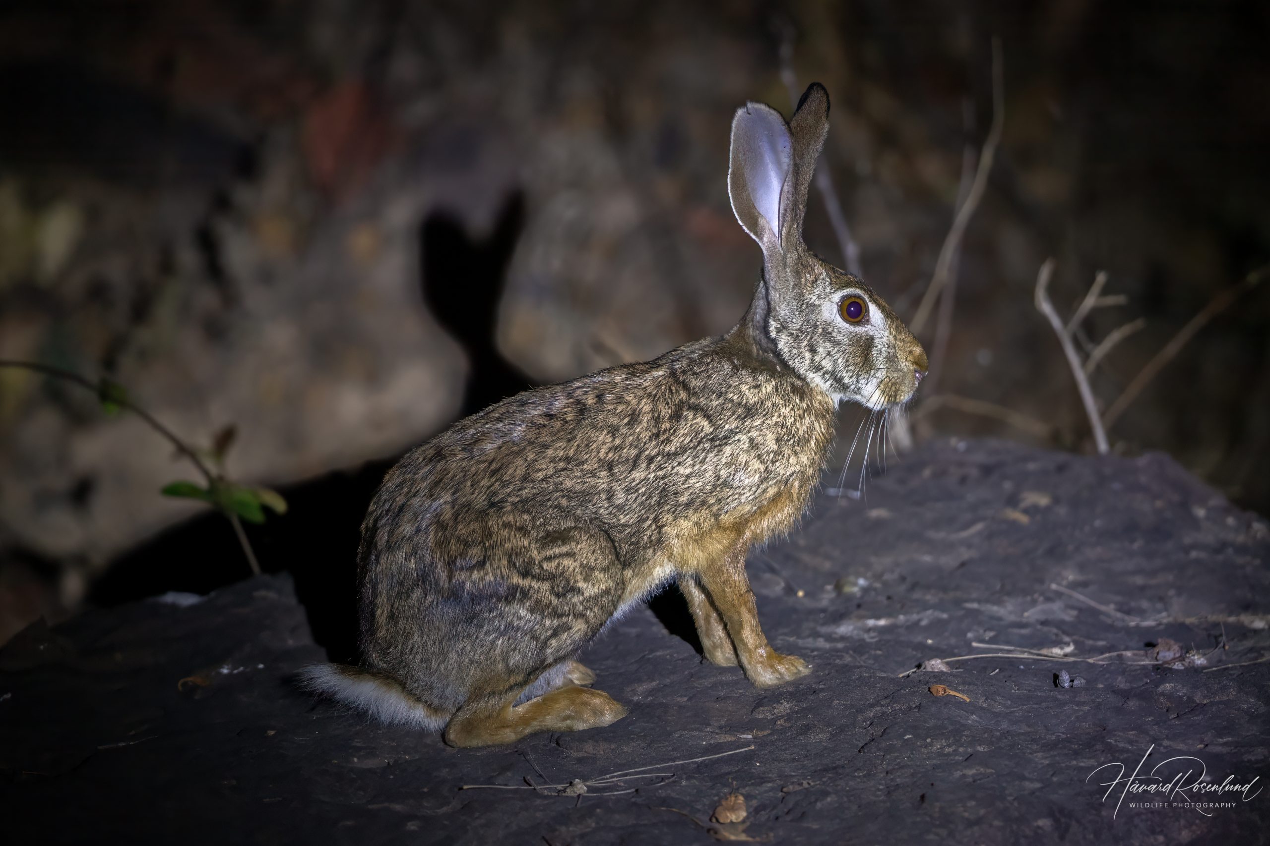 Indiahare (Lepus nigricollis) @ Satpura National Park, India. Foto: Håvard Rosenlund