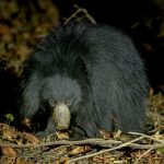 Sloth Bear (Melursus ursinus) @ Satpura National Park, India. Photo: Håvard Rosenlund