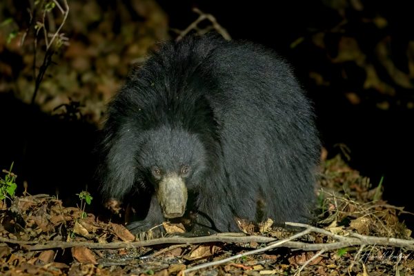Leppebjørn (Melursus ursinus) @ Satpura National Park, India. Foto: Håvard Rosenlund