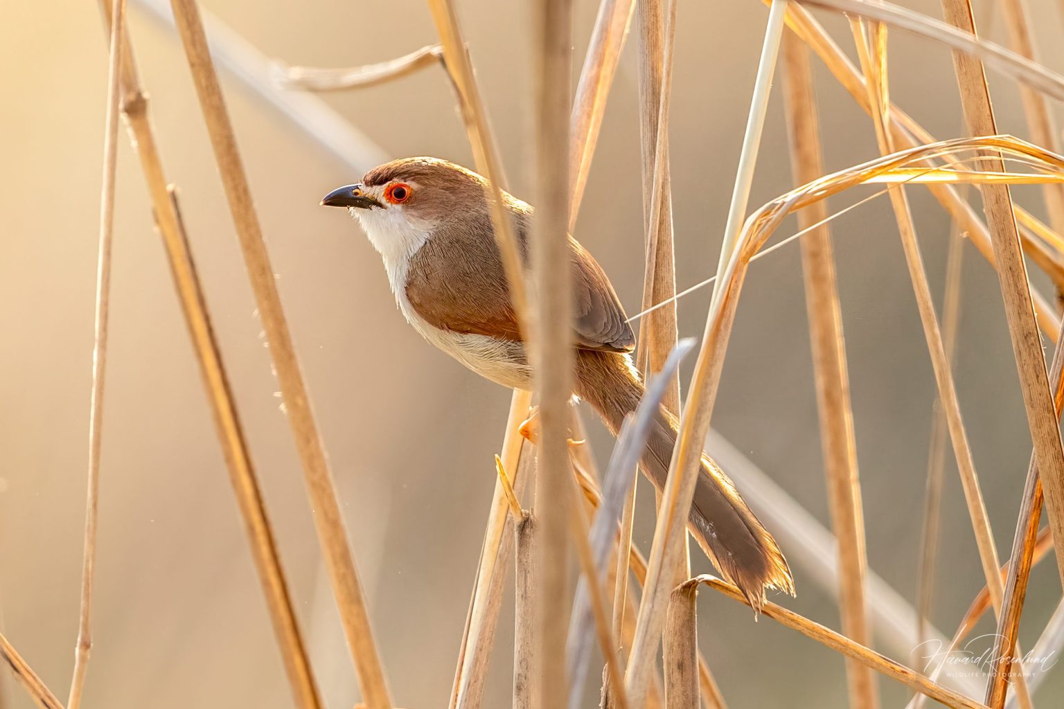 Yellow-eyed Babbler (Chrysomma sinense) @ Kanha National Park, India. Photo: Håvard Rosenlund