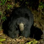 Sloth Bear (Melursus ursinus) @ Satpura National Park, India. Photo: Håvard Rosenlund