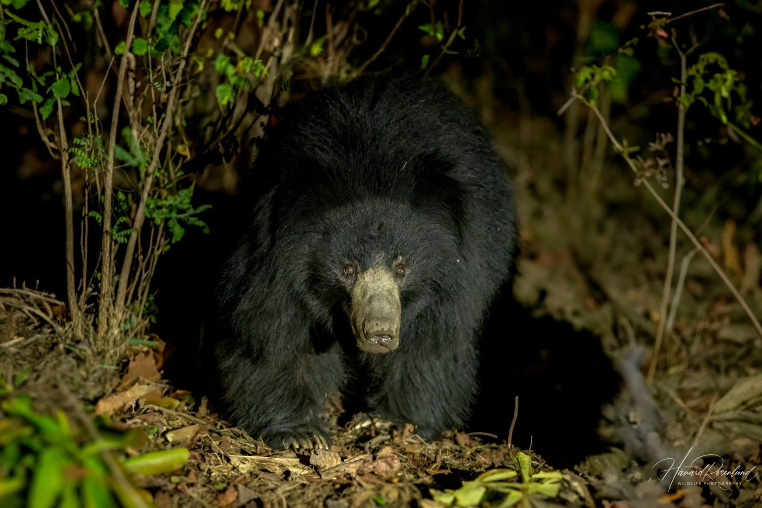 Sloth Bear (Melursus ursinus) @ Satpura National Park, India. Photo: Håvard Rosenlund