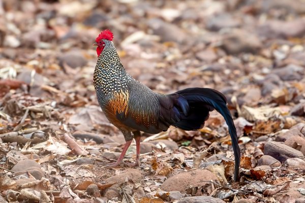 Brokadehane (Gallus sonneratii) @ Satpura nasjonalpark, India. Foto: Håvard Rosenlund