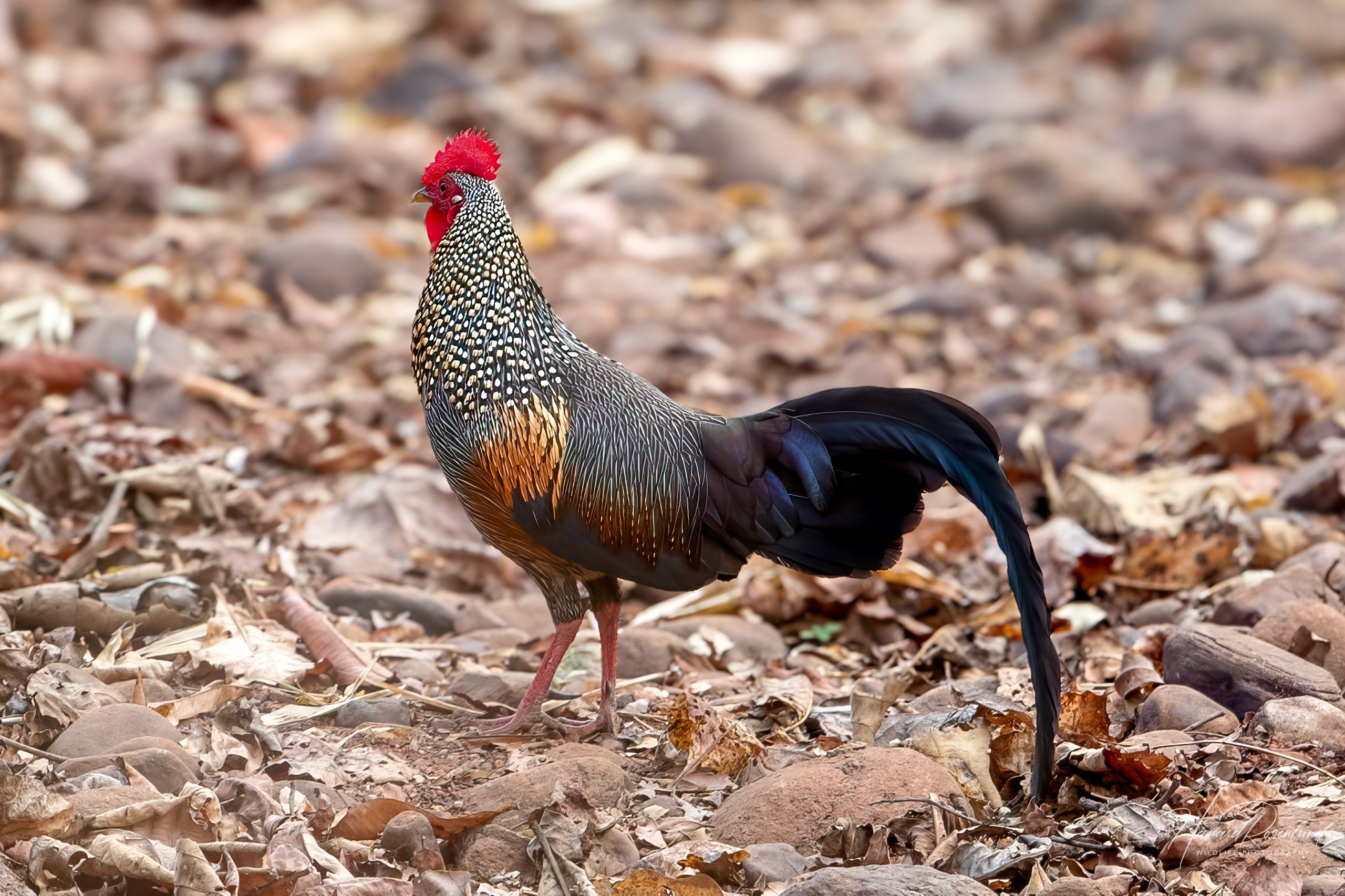 Brokadehane (Gallus sonneratii) @ Satpura nasjonalpark, India. Foto: Håvard Rosenlund