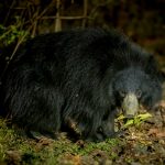 Sloth Bear (Melursus ursinus) @ Satpura National Park, India. Photo: Håvard Rosenlund