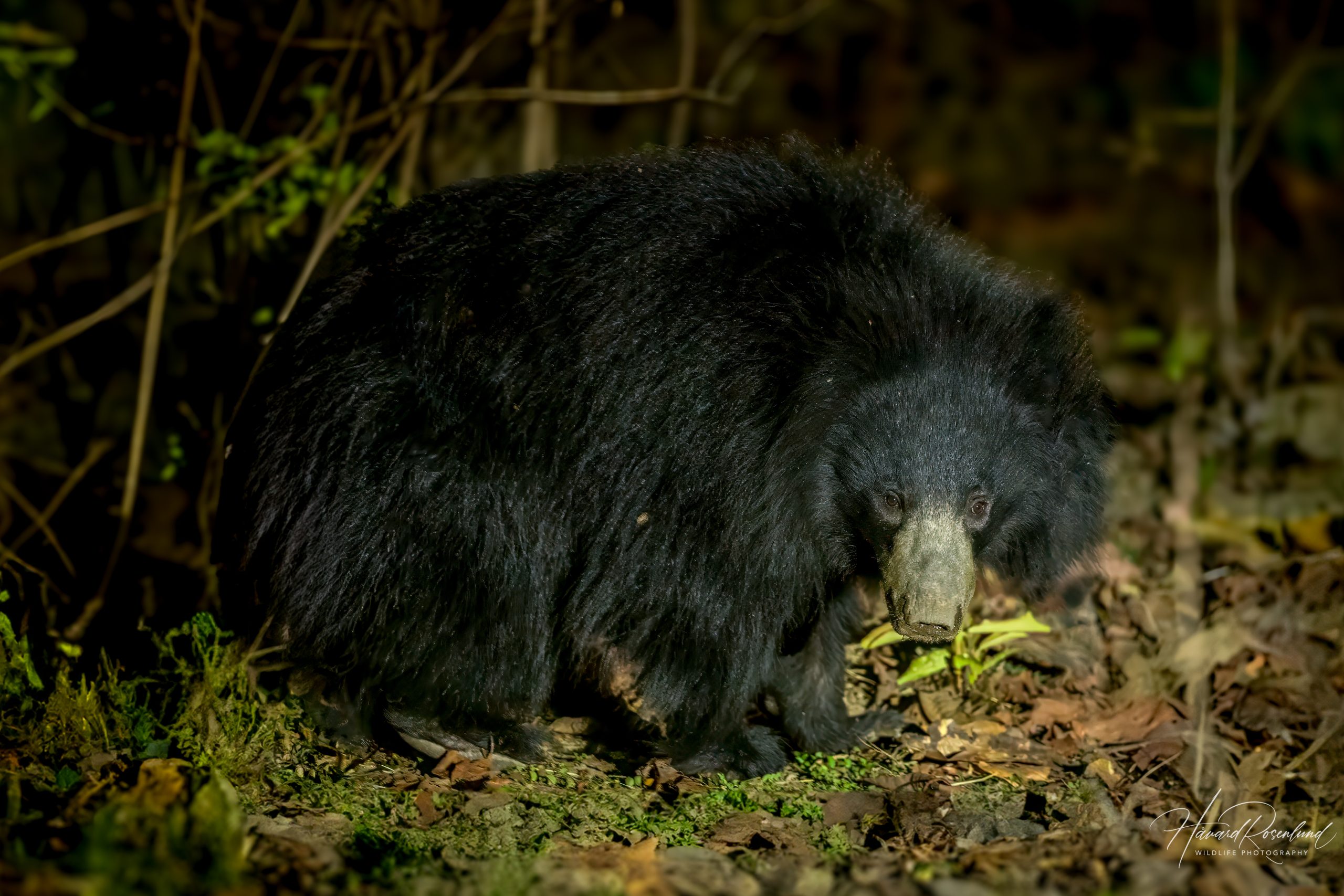 Leppebjørn (Melursus ursinus) @ Satpura National Park, India. Foto: Håvard Rosenlund