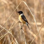 Siberian Stonechat (Saxicola maurus) - Male @ Kanha National Park, India. Photo: Håvard Rosenlund