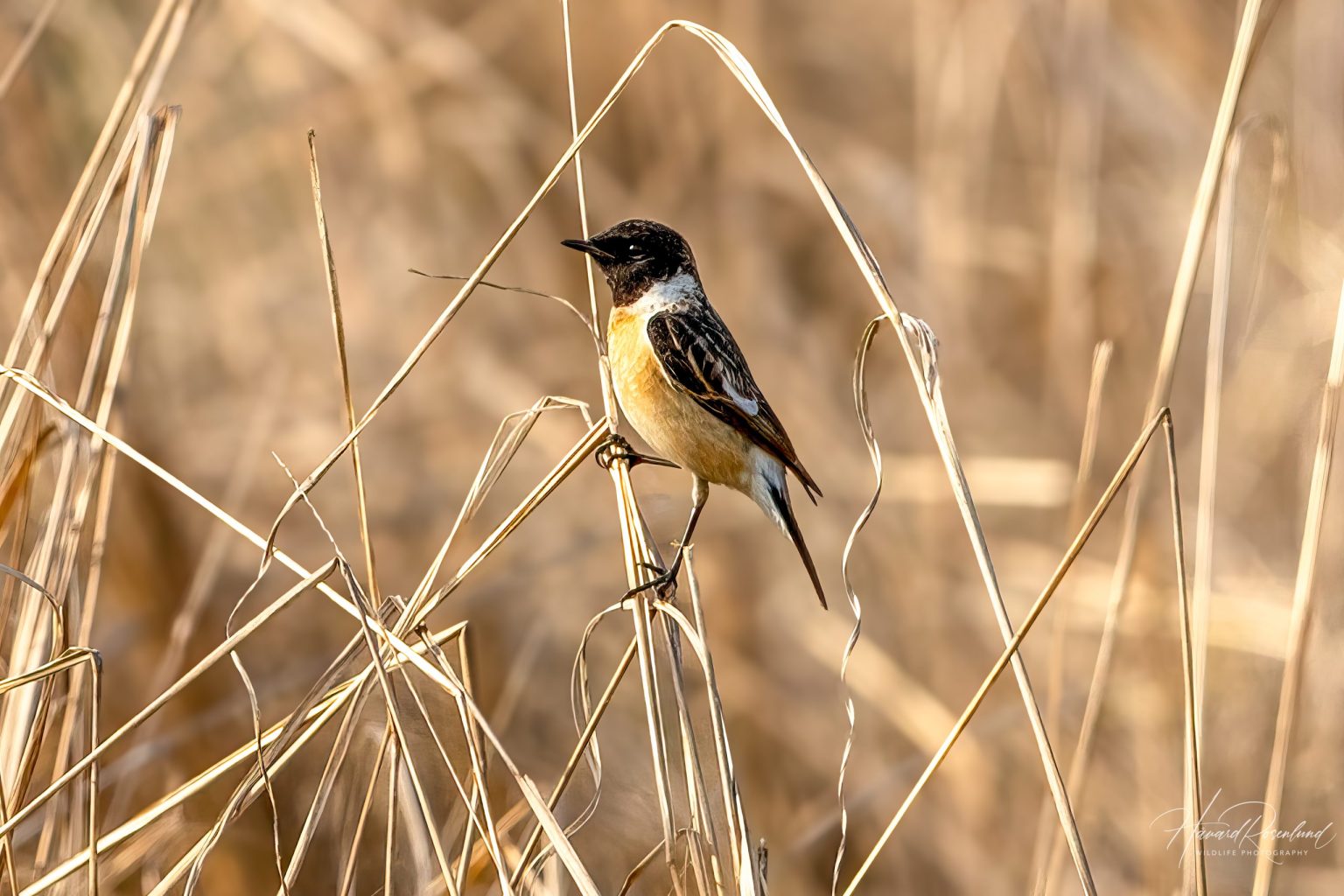 Siberian Stonechat (Saxicola maurus) - Male @ Kanha National Park, India. Photo: Håvard Rosenlund
