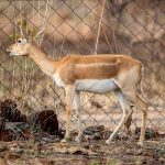 Blackbuck (Antilope cervicapra) - Female @ Satpura National Park, India. Photo: Håvard Rosenlund