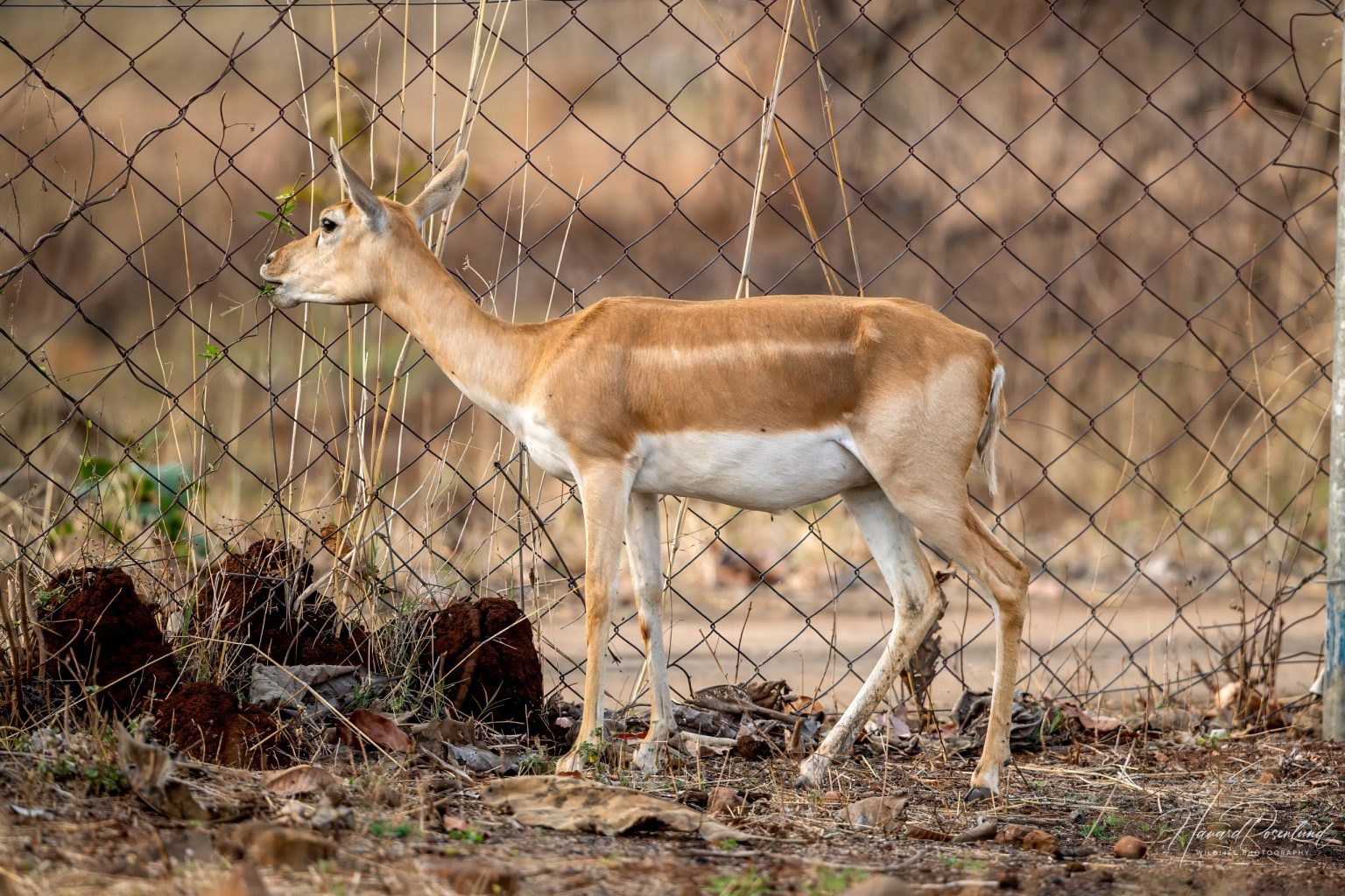 Blackbuck (Antilope cervicapra) - Female @ Satpura National Park, India. Photo: Håvard Rosenlund