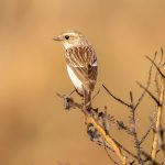 Siberian Stonechat (Saxicola maurus) - Female @ Satpura National Park, India. Photo: Håvard Rosenlund