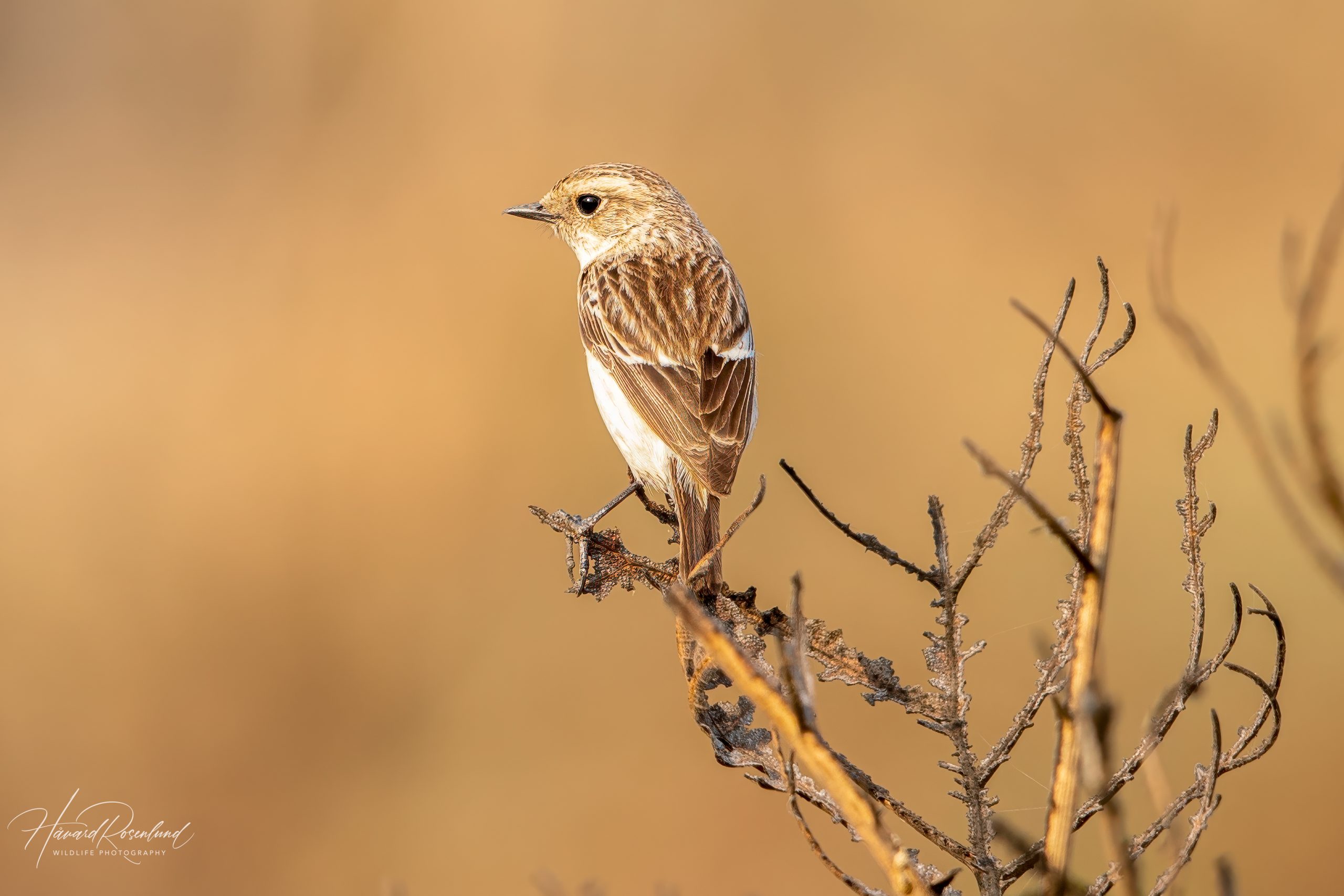 Asiasvartstrupe (Saxicola maurus) - Hunnfugl @ Satpura National Park, India. Foto: Håvard Rosenlund